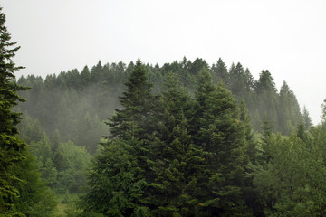 Obraz na płótnie Canvas Spruce trees if fog