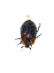 red-breasted carrion beetle Oiceoptoma thoracicum isolated on white background