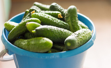 a bucket of fresh cucumbers collected in the garden, a new crop