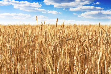 Field of ripe wheat