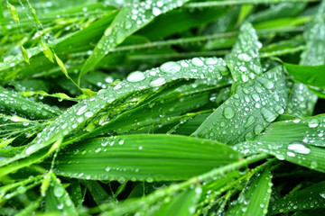 Naklejka premium Selective focus. image. Close-up of fresh green foliage with water drops after rain - image