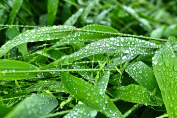  Selective focus. image. Close-up of fresh green foliage with water drops after rain - image