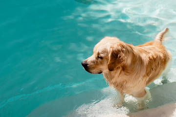 Golden Retriever Dog Standing in Swimming Pool