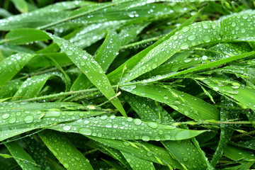  Selective focus. image. Close-up of fresh green foliage with water drops after rain - image