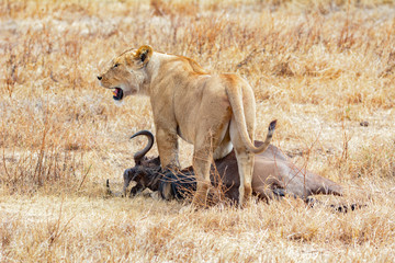 Lioness with its recent kill in the Masai Mara