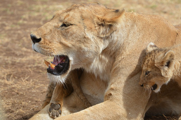 close up of lioness with her young