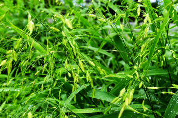  Selective focus. image. Close-up of fresh green foliage with water drops after rain - image