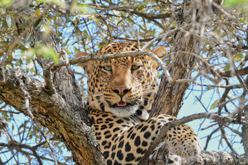 Leopard looking at camera in tree