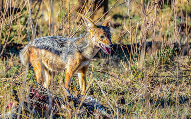 Black backed jackal in savannah in Botswana