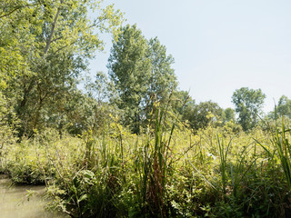 Marais poitevin. La Venise verte. Prairie d'&eacute;levage, bocages, paysages verdoyants au bord d'un canal 