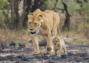 Obraz na płótnie Canvas lioness with cubs