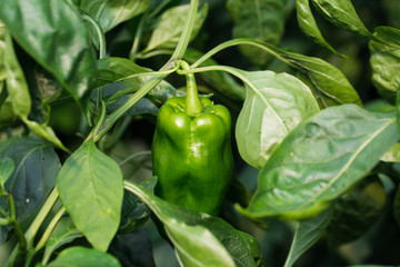 Pepper growing on the farm.