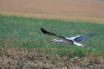 A stork