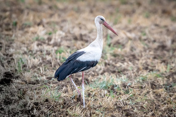 Fototapeta premium A stork