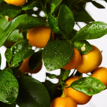 Beautiful green orange plant close-up with droplets on its leafs
