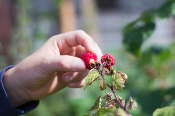 teen boy collects raspberries in the garden