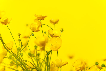 Obraz premium Vivid yellow buttercups wildflowers on a yellow background. Close-up, selective focus. Copy space for text. Idea of a seasonal greeting card or banner with meadow flowers
