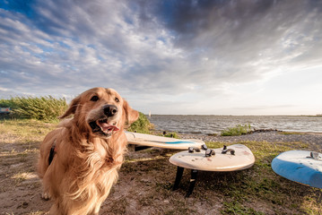 Zadowolony pies na plaży - obrazy, fototapety, plakaty