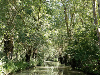 Balade dans le Marais poitevin. Le long d'un canal, sous les frènes et peupliers verdoyant