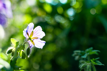 Purple tender geranium flower reaching to the sun. Perfect as a phone or tablet wallpaper