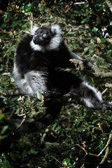 Black and white ruffed lemur (Varecia variegata) sitting in tree, Rehabilitationcenter Monkeyworld, South Africa