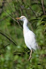 Cattle Egret (Bubulcus ibis) perched in tree, South Africa.