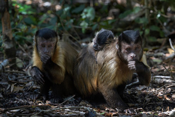 Brown Capuchin (Cebus apella) family together, Rehabilitationcenter Monkeyworld, South Africa