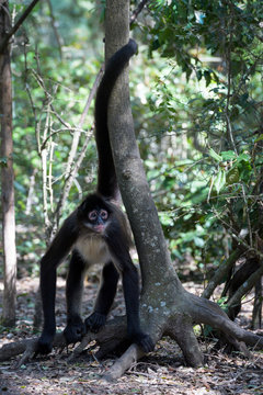 Spider monkey (Ateles paniscus) in forest, Rehabilitationcenter Monkeyworld, South Africa