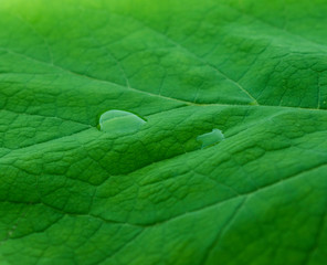 texture of green leaf