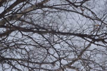 branches of a tree