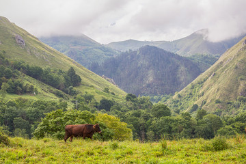 Obraz premium farm cows