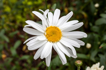 Fototapeta premium Leucanthemum x superbum 'Wirral Supreme' a spring summer flowering plant commonly known as Shasta daisy