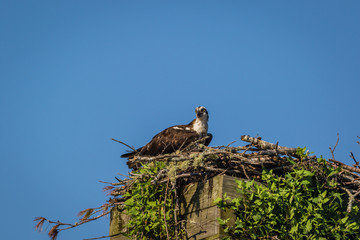 Osprey, Pandion haliaetus, on a sunny morning with bright blue sky launches from nest box