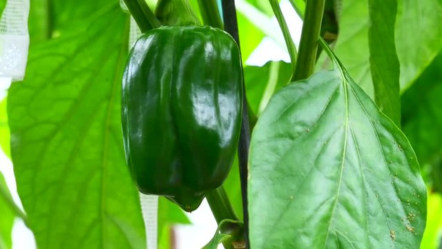 Agriculture, growing green paprica in the greenhouse