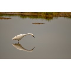 Reflections