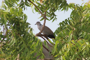 White bird - pigeon enjoying the sun on a Neem tree