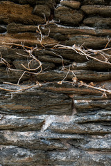 root on an old castle wall