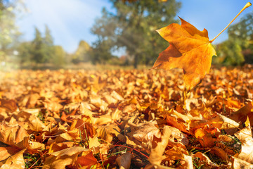 leuchtende herbstlandschaft
