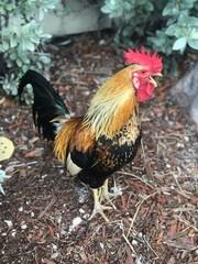 Rooster in Key West, FLA