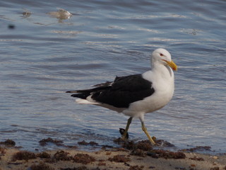 seagull on the beach