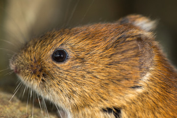 Freigestellter Kopf einer Rötelmaus in der Seitenansicht