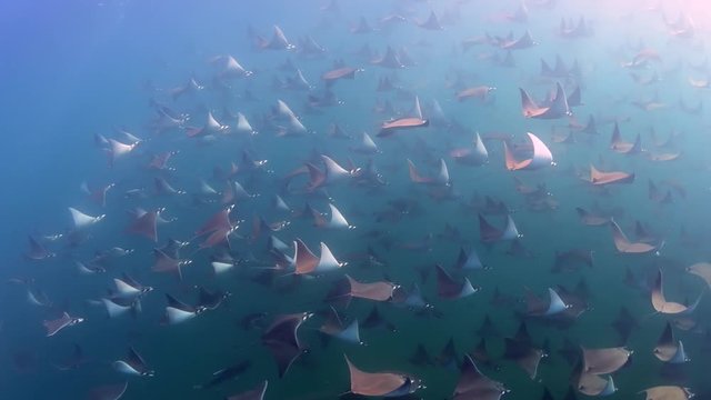 mobula rays