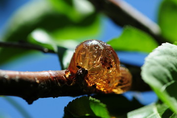 Summer resin of apricot tree.  Meeting with light resin