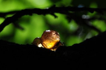 Summer resin of apricot tree.  Meeting with light resin