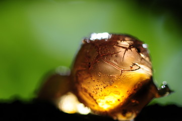 Summer resin of apricot tree.  Meeting with light resin