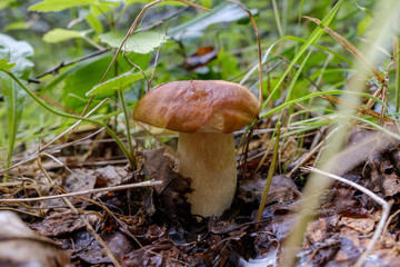 White mushroom or as it is called the royal mushroom that grew in the grass on the ground.