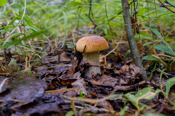 White mushroom or as it is called the royal mushroom that grew in the grass on the ground.