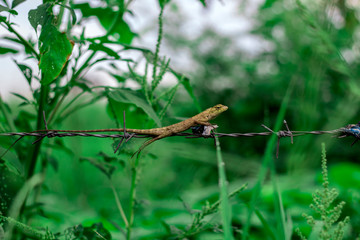 Garden Lizard. Oriental Garden Lizards are agamid lizard found widely in Asian countries.
