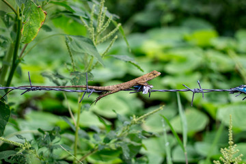 Garden Lizard. Oriental Garden Lizards are agamid lizard found widely in Asian countries.