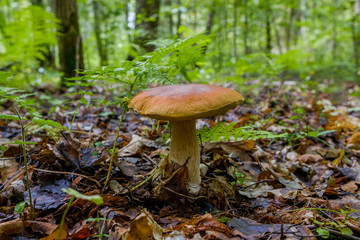 White mushroom or as it is called the royal mushroom that grew in the grass on the ground.